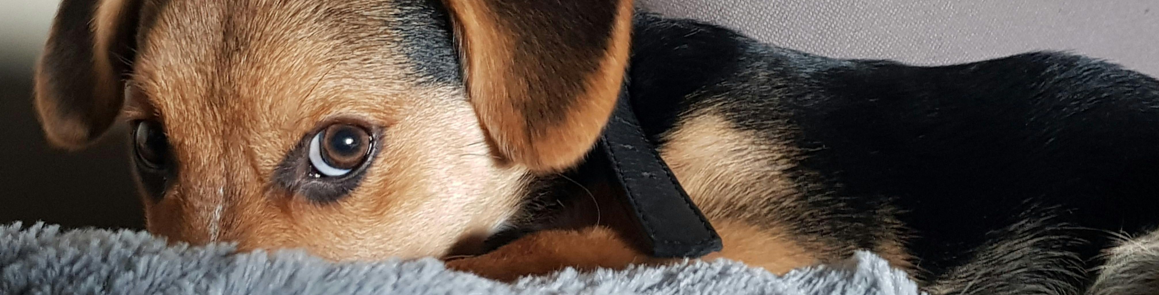 Baktériumok és paraziták a BARF étrendben