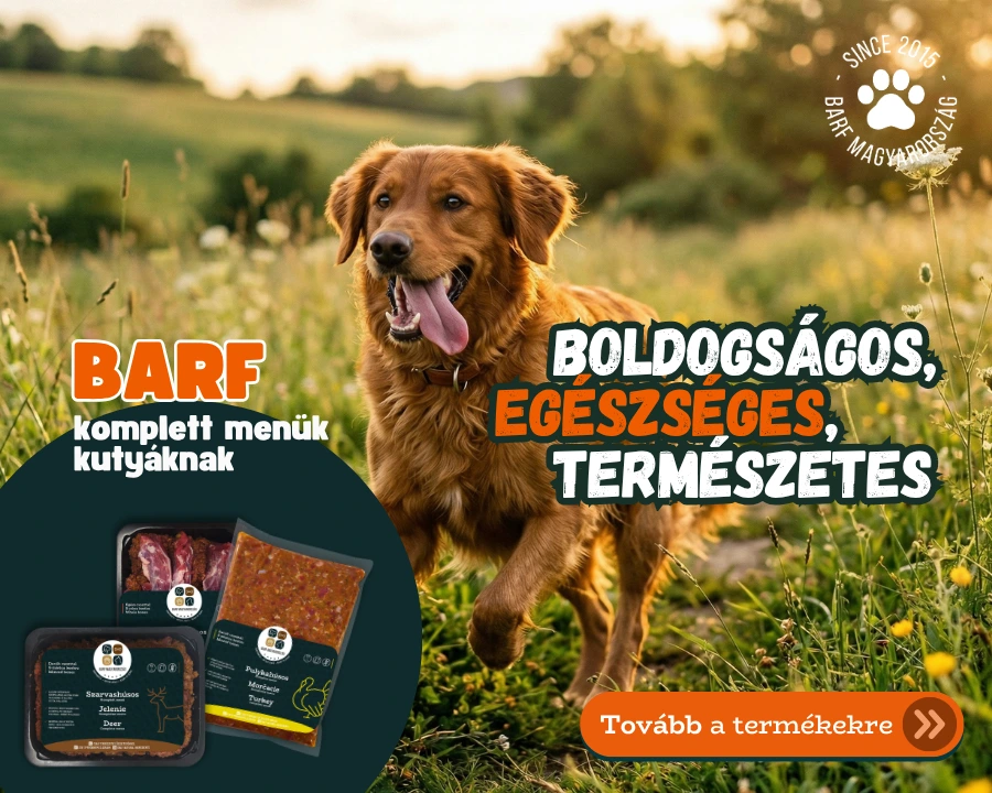 2603 – Boldog kutya